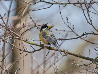 The tit on the branch