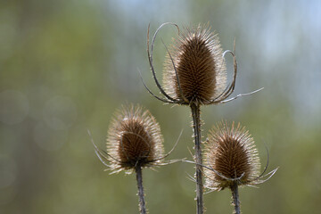 stachelige pflanzen