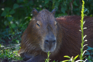 Capybara close-up