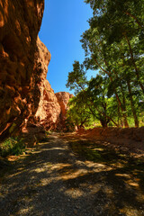 A leafy and shady side canyon on the Ruta 40 road to La Poma and the Abra el Acay mountain pass, Salta Province, northwest Argentina