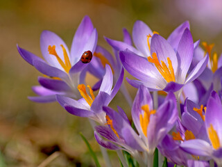 close-up of ladybug on spring crocus flower
