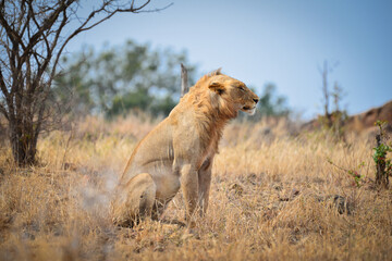 Fototapeta na wymiar An African lion sitting and observing its environs, Kruger National Park, South Africa