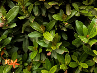 Fondo de hojas verdes con sombras y flores rojas