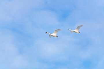 White, arctic trumpeter swans flying across a northern Canadian spring time landscape in April on their way to breeding grounds at the Bering Sea. Clouds in blue sky background. 
