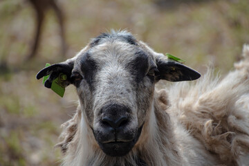 Pasture with a white wooly sheep in the springtime.