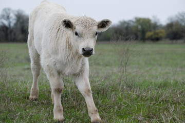 Obraz premium Charolais calf in spring country field on beef cow farm.