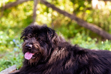 Retrato de un perro pastor en el campo
