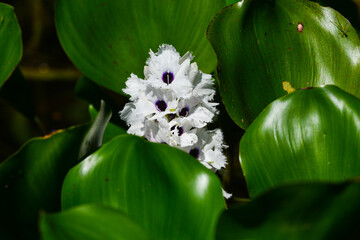Obraz premium A Water Hyacinth on the Guaporé - Itenez river near the village of Remanso, Bolivia, on the border with Rondônia state, Brazil