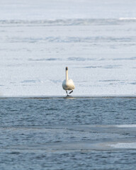 One, single arctic trumpeter swan standing on the edge of a frozen lake, river in northern Canada during their annual migration to the Bering Sea. Open water in shot. 