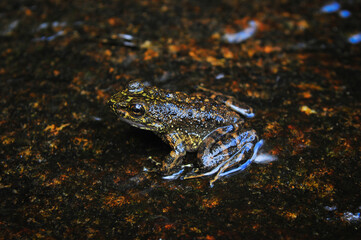 A small frog on a wet rock near a waterfall, Vale das Videiras, Petrópolis, Rio de Janeiro state, Brazil