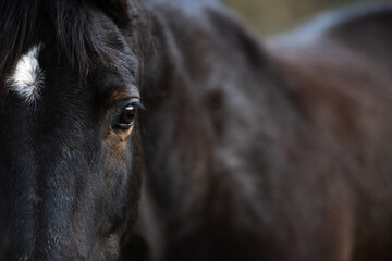 Close Up eines Pferdeauges vor dem Pferdekörper