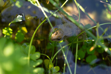 frog in the pond