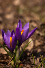 Beautiful spring flowers. Beautiful colorful first flowers Crocuses in the meadow with the sun. Background for wallpaper. 
