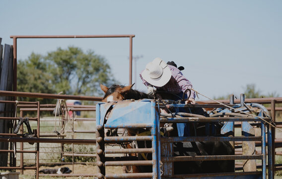 Cowboy working chute for team roping practice on western ranch, lifestyle image.