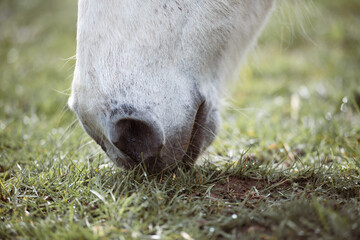 Detail Pferdemaul beim Grasen