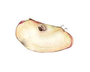 Obraz premium Watercolor apple slice for vegetarian cookbook. Poster, postcard in realism. Hand drawn fruits, fresh and tasty. Raster stock illustration isolated on white background.
