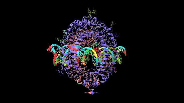 Mouse toll-like receptor 3 ectodomain homodimer complexed with double-stranded RNA, animated 3D cartoon and Gaussian surface models, black background