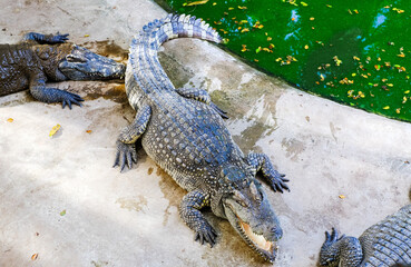 Wild crocodiles on the river bank in the jungle