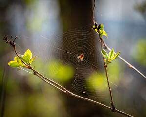 green spring leaves and spider in web