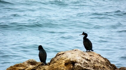 Cormoran