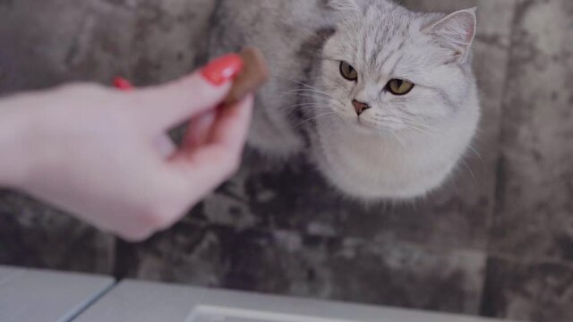Funny gray cat eats. Kitty fluffy breed of Scottish.