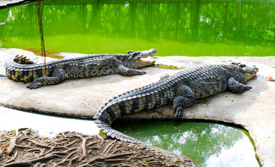 Wild crocodiles on the river bank in the jungle
