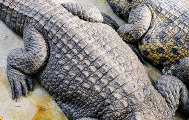 Wild crocodiles on the river bank in the jungle