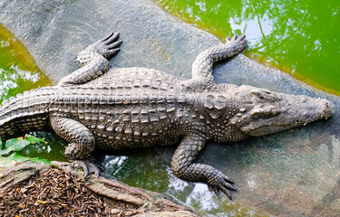 Wild crocodiles on the river bank in the jungle