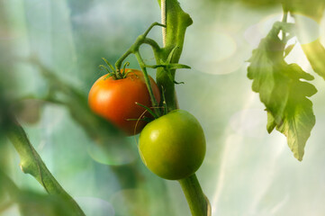 Two tomatoes are hanging on a branch in the greenhouse. Ripe and green fruit. Beautiful bokeh, sunlight, selective focus. Copy space