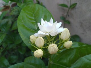White Jasmine Flower