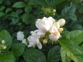 Obraz na płótnie Canvas White Jasmine Flower