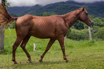 Obraz premium Red, beautiful Quarter Horse grazing in the green field of the farm.