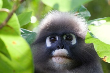 Obraz premium portrait of a cute monkey into the forest, Krabi, Thailand