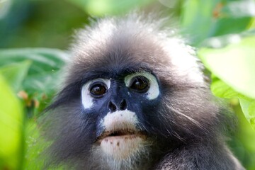 Obraz premium portrait of a cute monkey into the forest, Krabi, Thailand