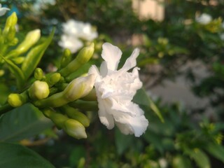 White Jasmine Flower