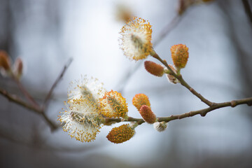 Blooming willow branch