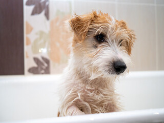 Jack Russell Terrier puppy is washed in the bathroom