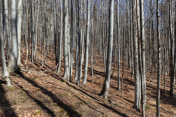 Natural beech forest in the Carpathians in early spring after snowfall. Deciduous beech forest in a leafless state. Pure deciduous forest of the Carpathians.