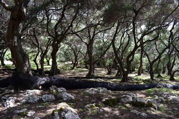 Fototapeta na wymiar Dense olive grove in the midday sun