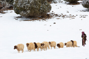 Naklejka premium Sheep shepherd in Atlas Mountains, Morocco