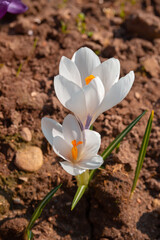 White crocuses on a flower bed on a sunny spring day