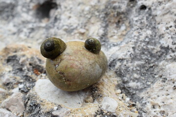 Two snails on a stone looking like a funny frog's head