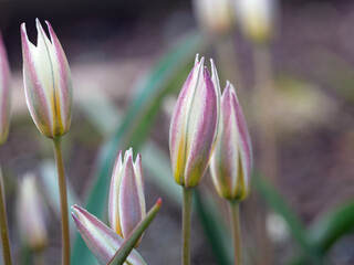 Two flowered tulipa, Tulipa biflora
