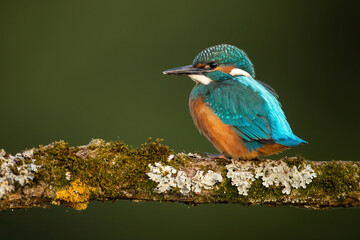 Common kingfisher chick sitting on branch with copy space