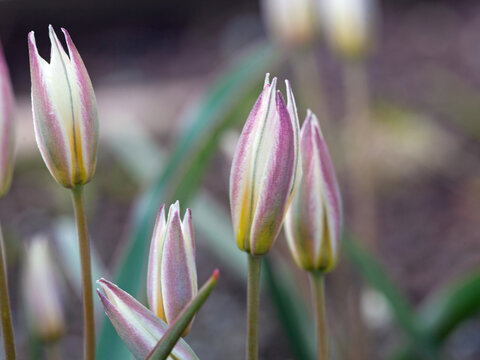Two flowered tulipa, Tulipa biflora