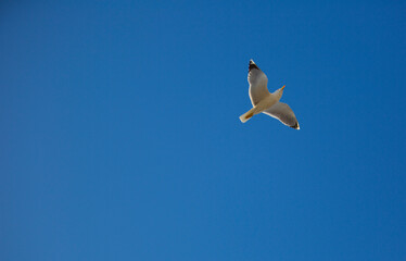 seagull flying on a blue sky