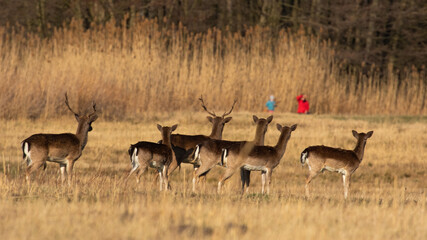 Fallow deer disturbed by a group of people on dry field in springtime.