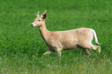 White fallow deer, dama dama, being in hurry during the pasture on clover field