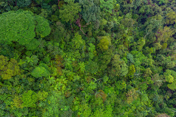 Aerial top view of tropical forest - beautiful tranquil scenery in jungle -  tree view from above - healthy environment and Rainforest ecosystem concept