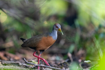 The Grey-necked Wood Rail or Grey-cowled Wood Rail (Aramides cajaneus)